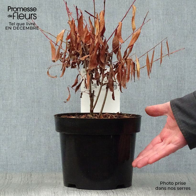 Prunus glandulosa Alba Plena - Dwarf flowering Almond 2L/3L pot sample as delivered in winter