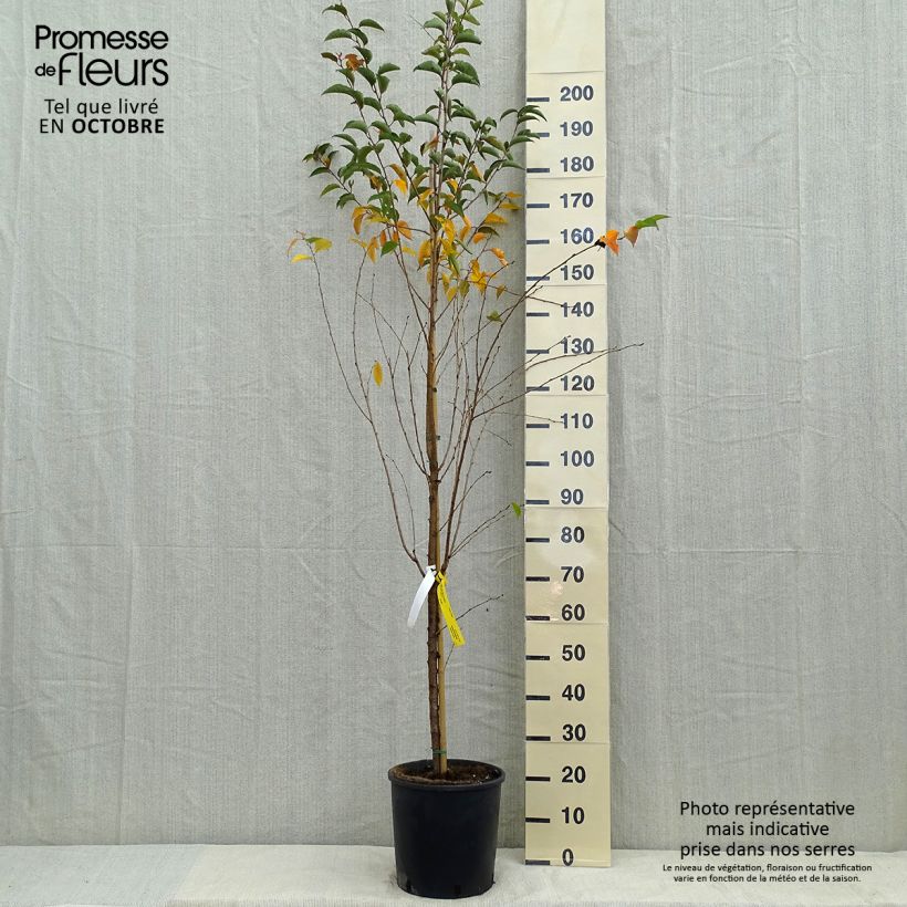 Prunus Pandora - Cherry 7.5L/10L pot sample as delivered in autumn