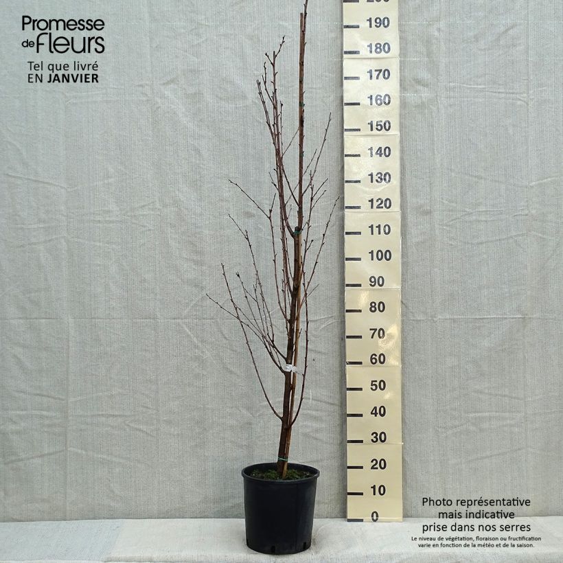 Prunus Umineko - Cherry 7.5L/10L pot sample as delivered in winter