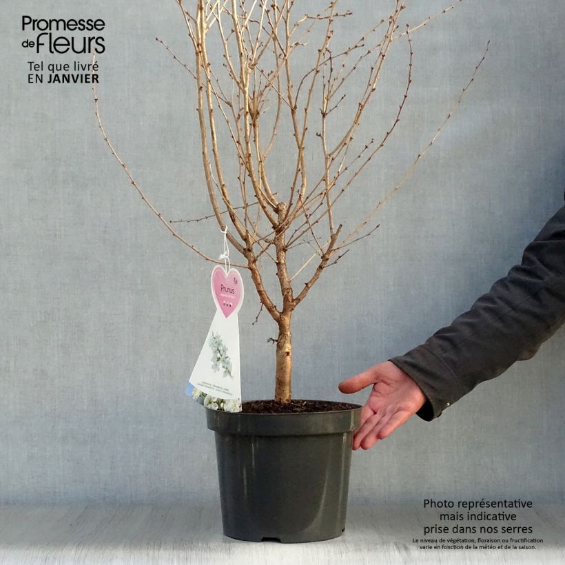 Prunus nipponica var. kurilensis Brillant - Kuril Cherry 2L/3L pot sample as delivered in winter