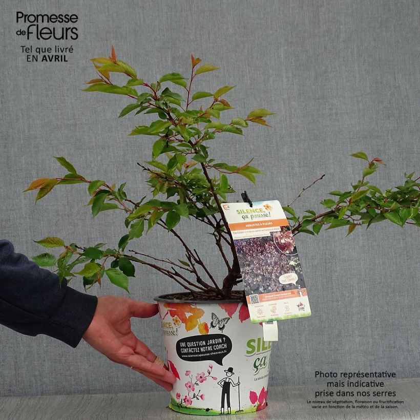 Prunus Autumnalis Rosea - Cherry 4L/5L pot sample as delivered in spring