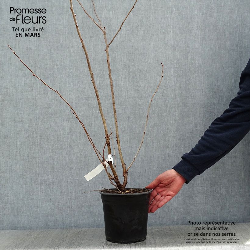 Prunus Accolade - Cherry 4L/5L pot sample as delivered in winter