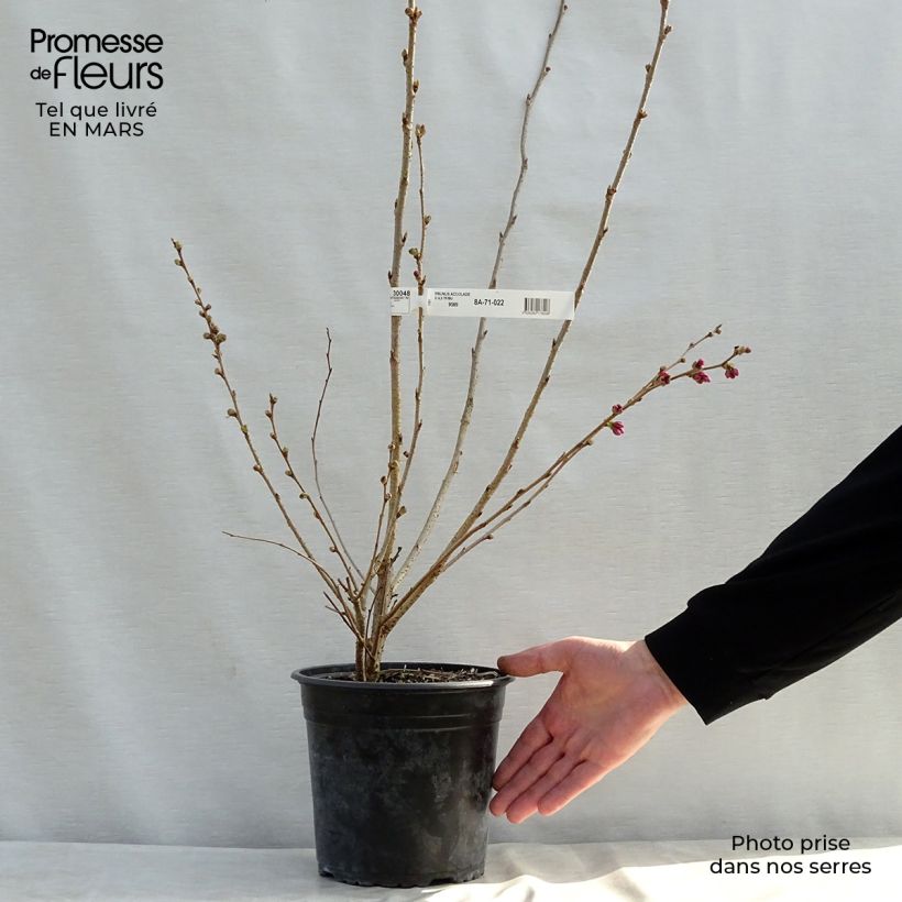Prunus Accolade - Cherry 4L/5L pot sample as delivered in spring
