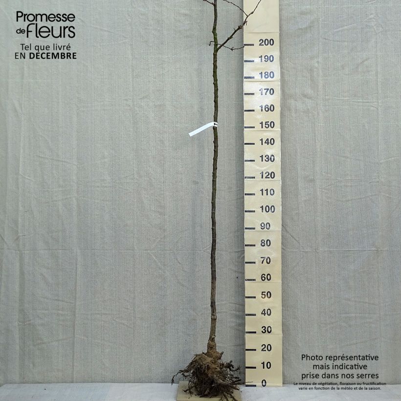Prunus Accolade - Cherry Bare root sample as delivered in winter