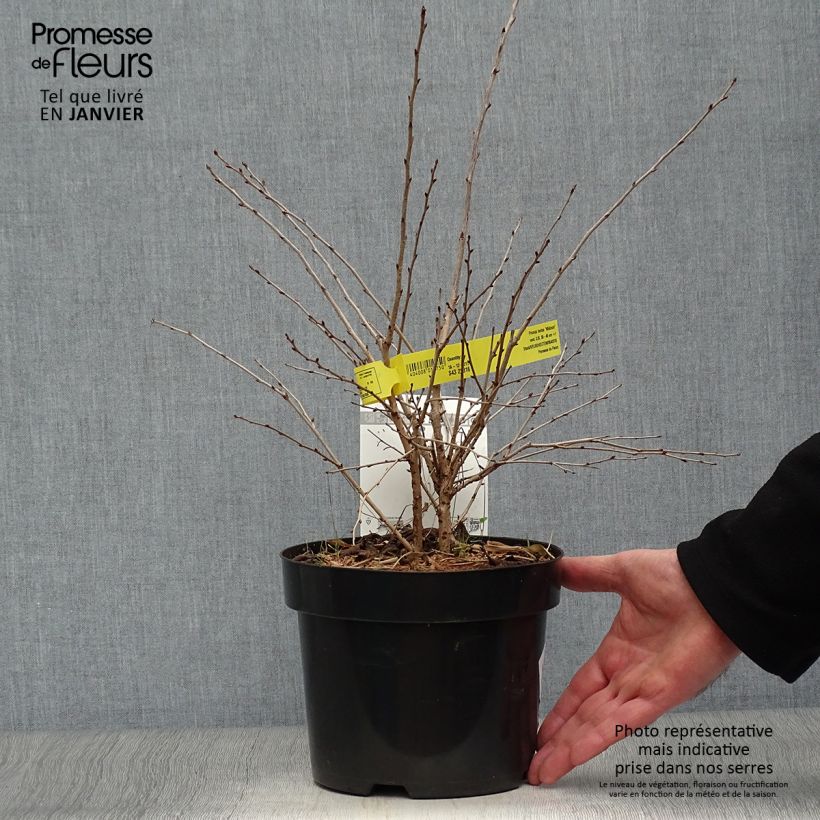 Prunus incisa Mikinori - Cherry 3L/4L pot sample as delivered in winter