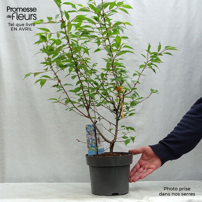 Prunus incisa Paean - Cherry 2L/3L pot sample as delivered in spring