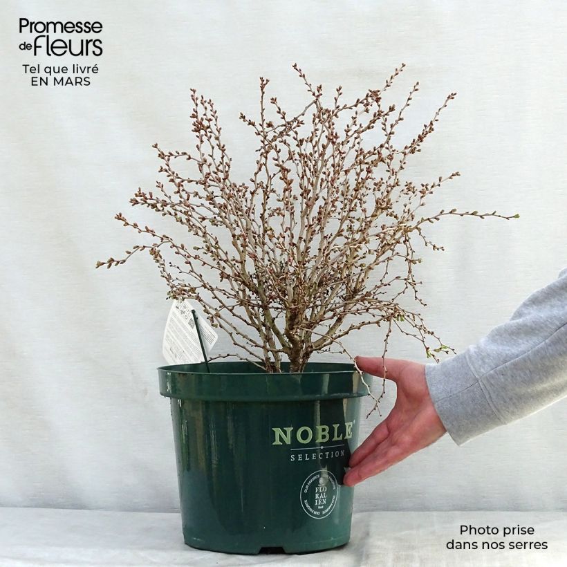 Prunus incisa Kojo-No-Mai - Cherry 7.5L/10L pot sample as delivered in spring