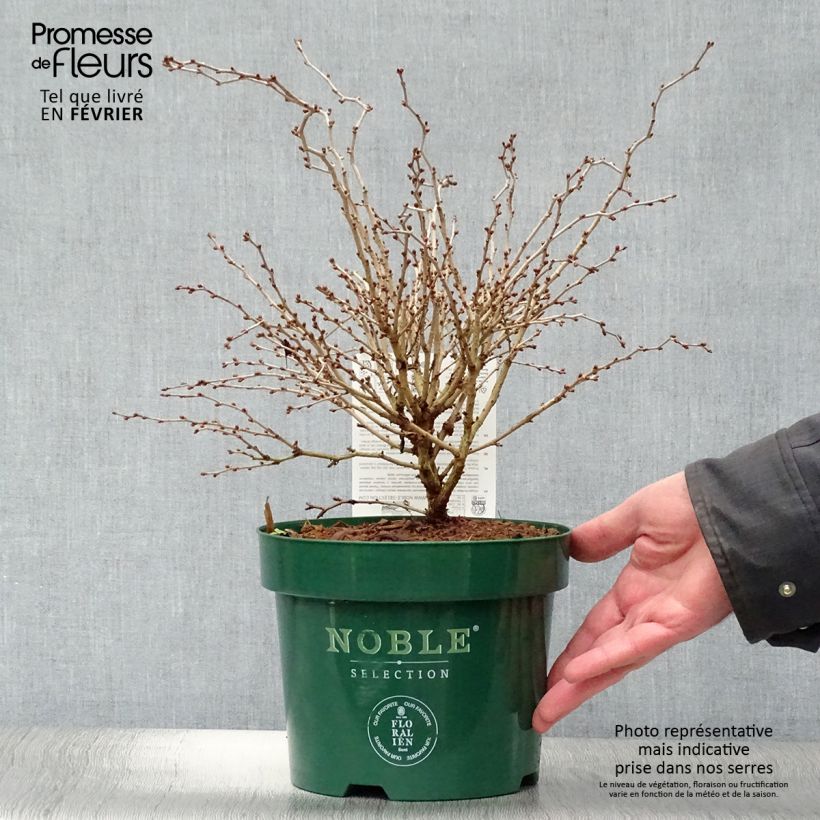 Prunus incisa Kojo-No-Mai - Cherry 2L/3L pot sample as delivered in winter
