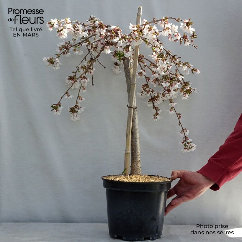 Prunus Snow Fountains - Cherry 7.5L/10L pot sample as delivered in winter