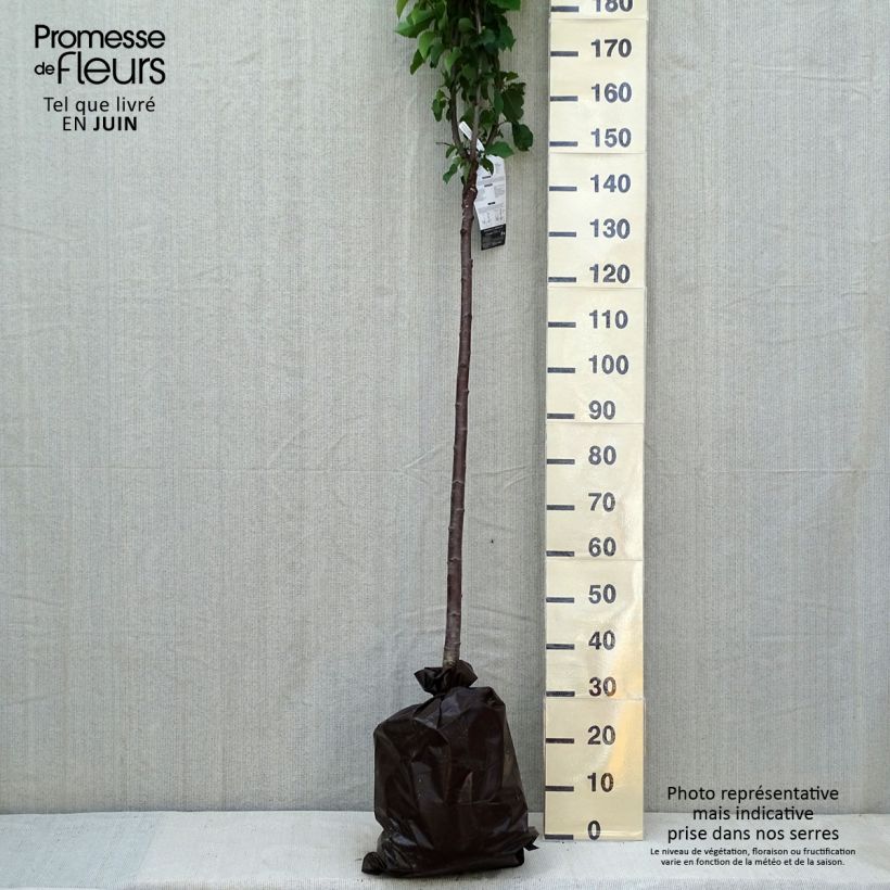 Prunus avium Bigarreau Bigalise - Cherry Tree Ready-to-plant root ball, Half standard sample as delivered in spring