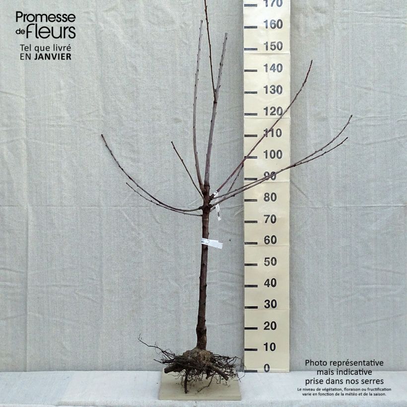 Prunus avium Bigarreau Bigalise - Cherry Tree Bare root, Scion sample as delivered in winter