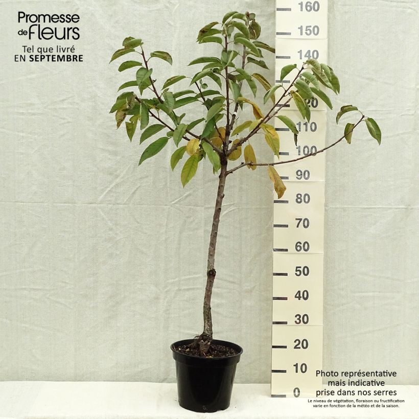 Prunus avium Sylvia - Cherry Tree 7.5L/10L pot, Goblet sample as delivered in autumn