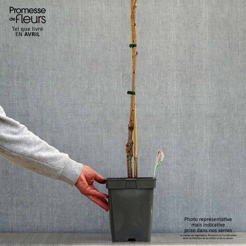 Prunus avium Sylvia - Cherry Tree 4L/5L pot, Columnar sample as delivered in spring