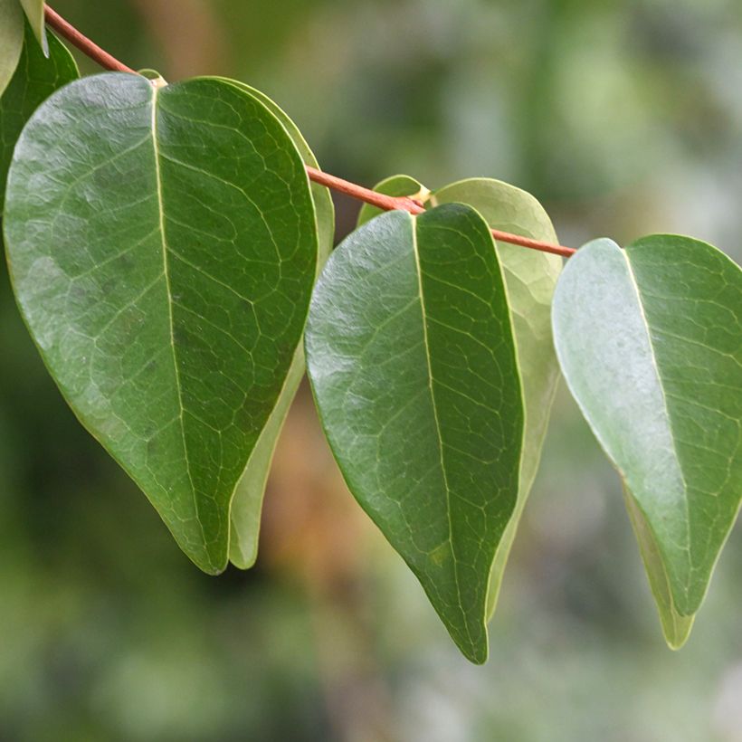 Eugenia uniflora - Surinam Cherry (Foliage)