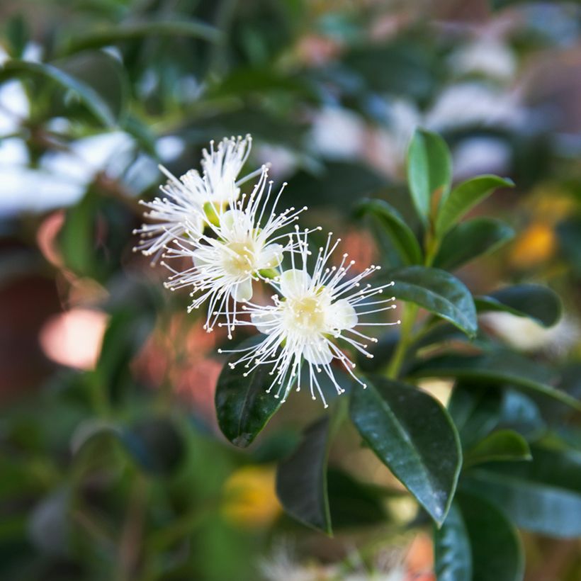 Eugenia uniflora - Surinam Cherry (Flowering)