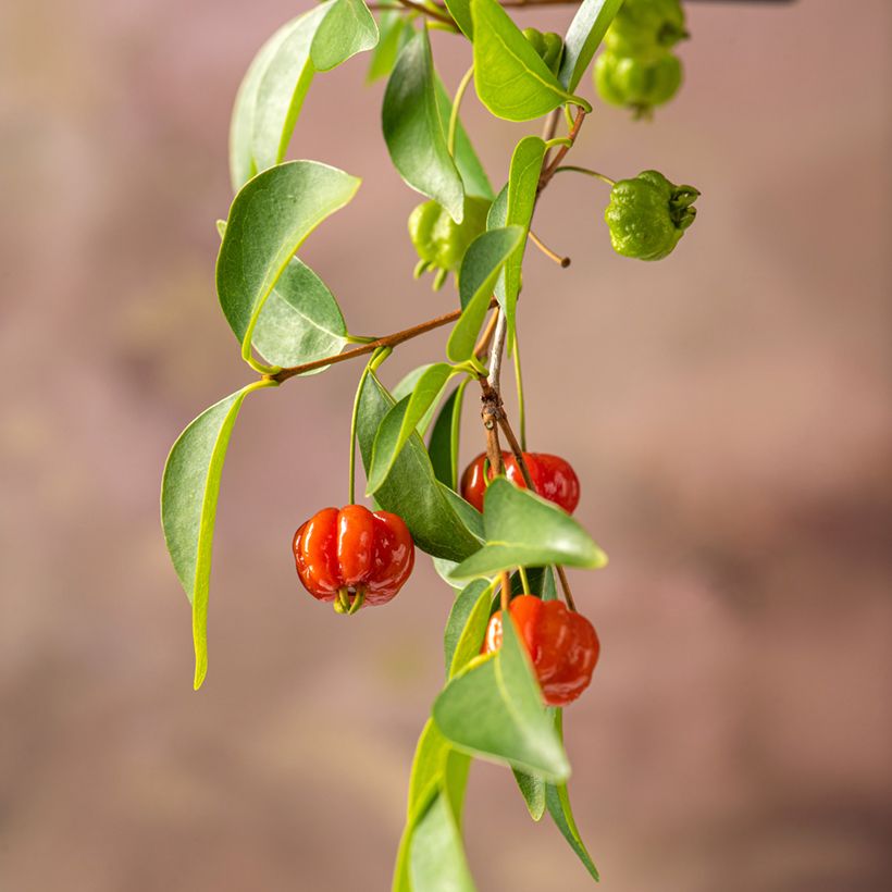 Eugenia uniflora - Surinam Cherry (Harvest)