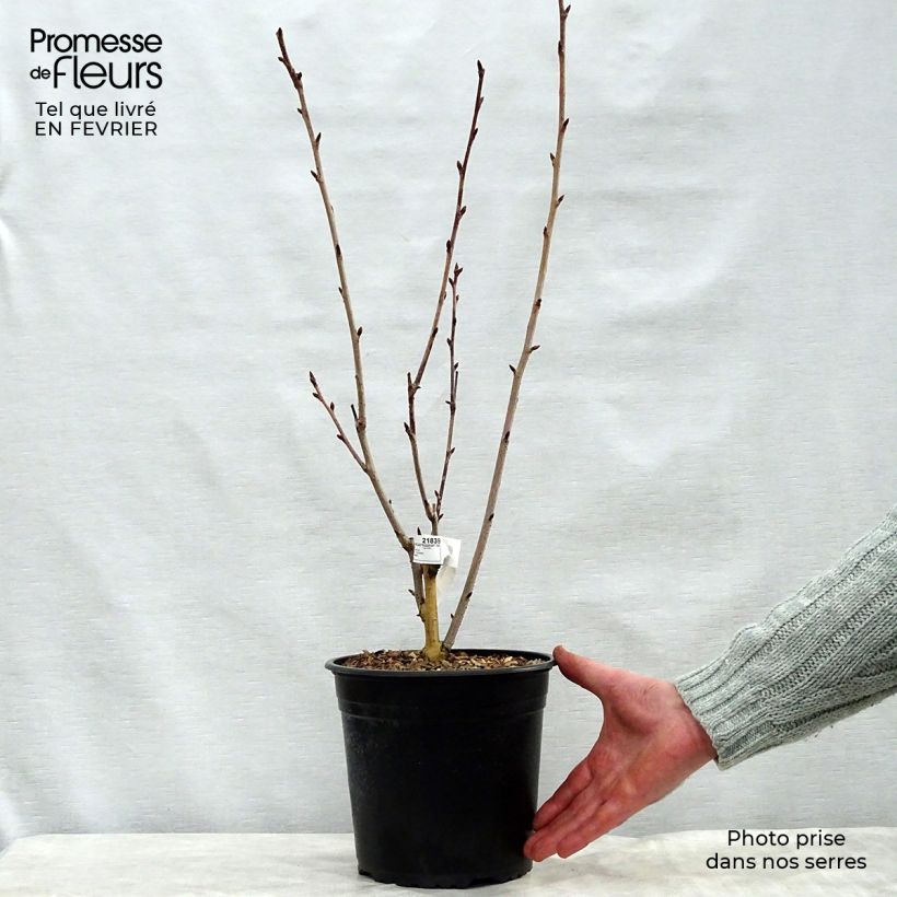 Prunus serrulata Royal Burgundy - Japanese Cherry 4L/5L pot sample as delivered in winter
