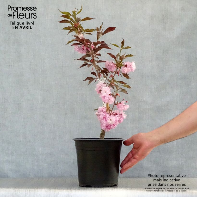 Prunus serrulata Royal Burgundy - Japanese Cherry 4L/5L pot sample as delivered in spring