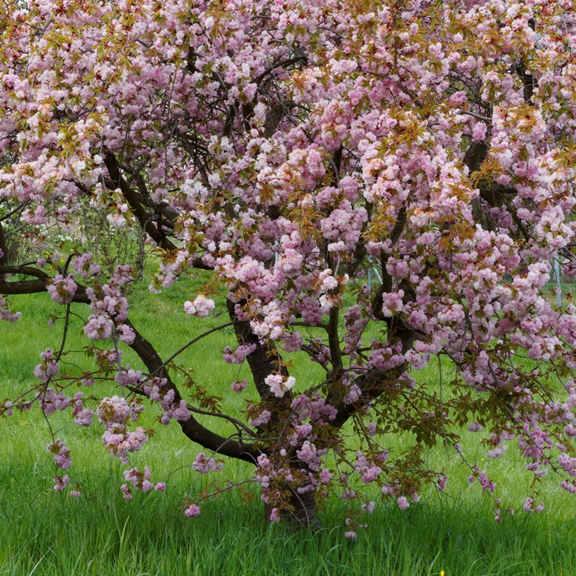 Prunus serrulata Royal Burgundy - Japanese Cherry (Plant habit)