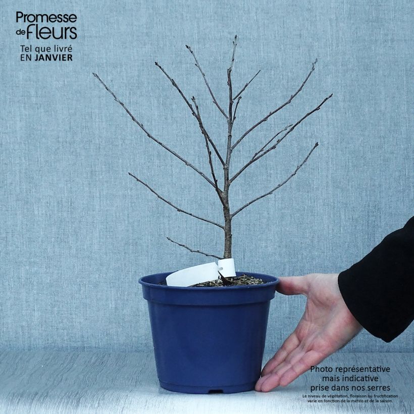 Prunus Cherry Baby - Dwarf Cherry 2L/3L pot, Clump sample as delivered in winter