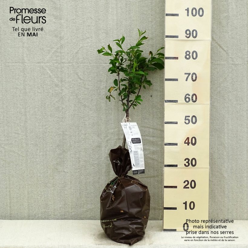 Cerisier nain Griotella - Georges Delbard Motte Prêt-à-planter 1/4 de tige sample as delivered in spring
