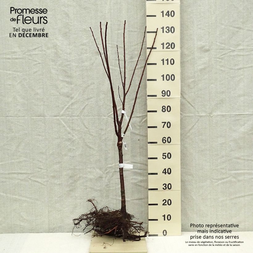 Prunus cerasus Maynard - Tart Cherry Bare root, Quarter standard sample as delivered in winter