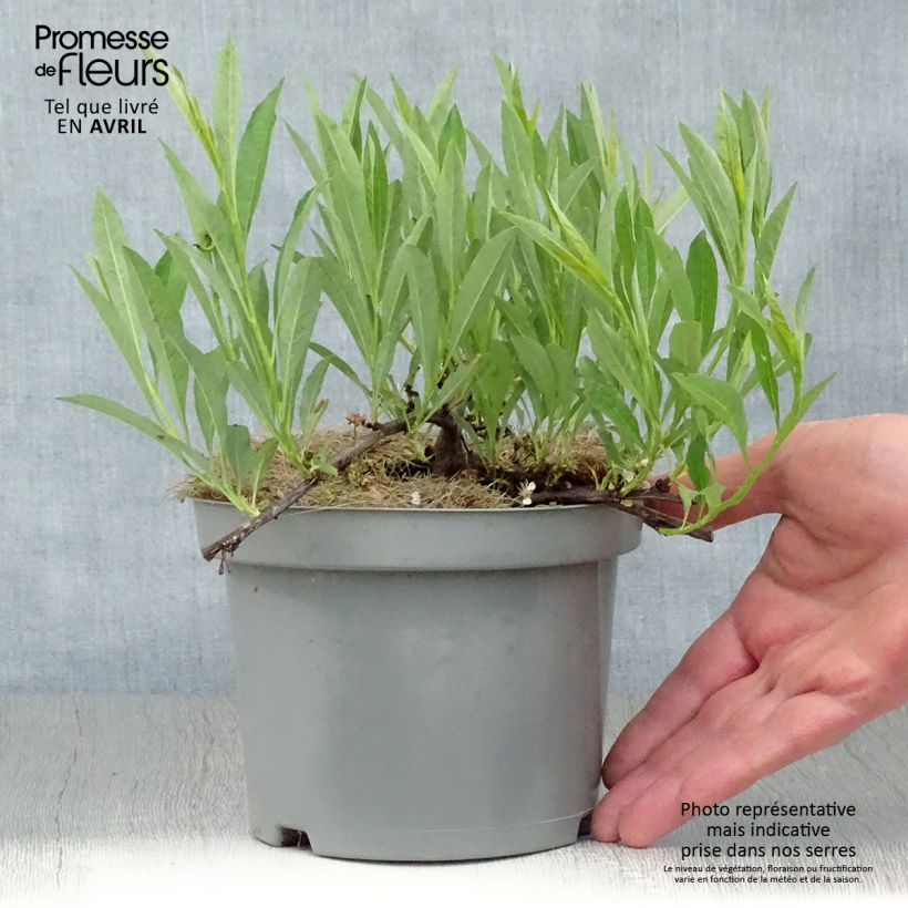 Prunus pumila Depressa 2L/3L pot sample as delivered in spring