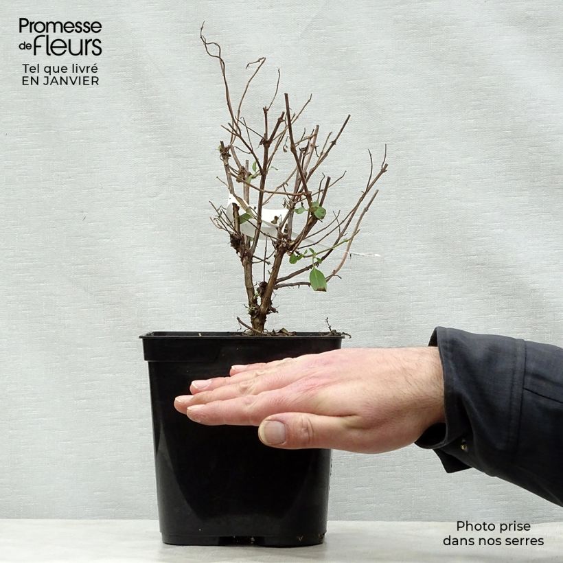 Salvia microphylla Cerro Potosi 2L/3L pot sample as delivered in winter