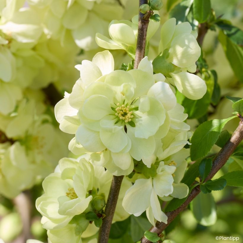 Chaenomeles speciosa Lemon Sorbet - Flowering Quince (Flowering)