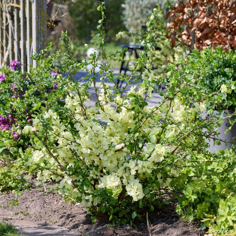 Chaenomeles speciosa Lemon Sorbet - Flowering Quince (Plant habit)