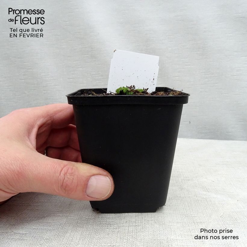 Chaerophyllum hirsutum Roseum 8/9 cm pot sample as delivered in winter