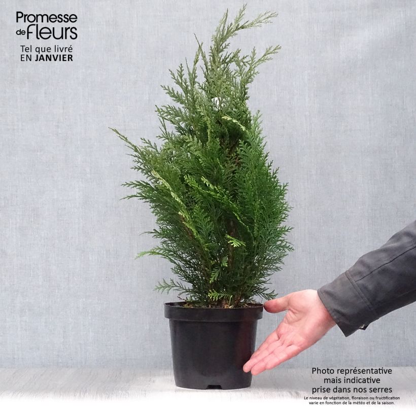 Chamaecyparis lawsoniana Alumii - Lawson Cypress 3L/4L pot sample as delivered in winter