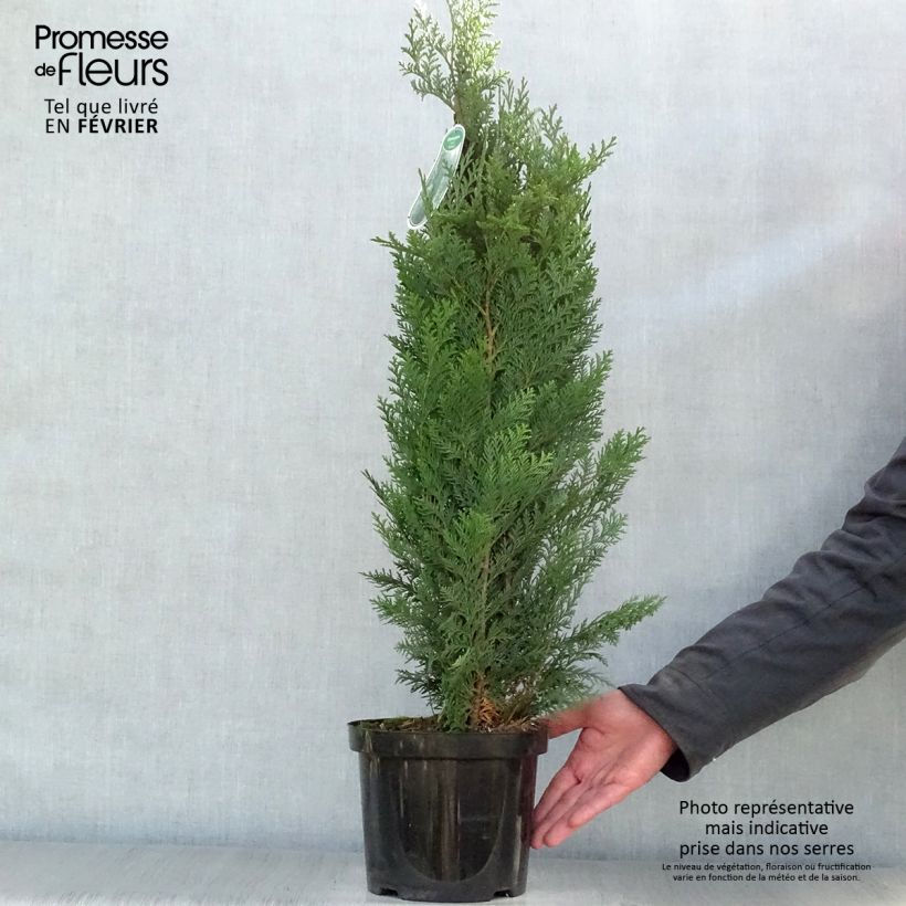 Chamaecyparis lawsoniana Columnaris - Lawson Cypress 4L/5L pot sample as delivered in winter