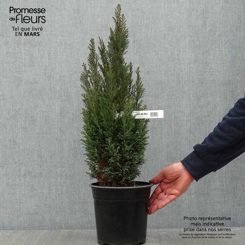 Chamaecyparis lawsoniana Elwoodii - Lawson Cypress 4L/5L pot sample as delivered in winter