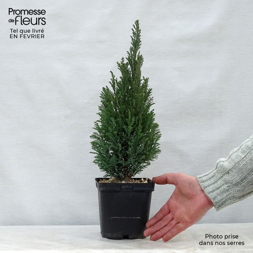 Chamaecyparis lawsoniana Elwoodii - Lawson Cypress 2L/3L pot sample as delivered in winter