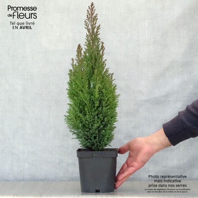 Chamaecyparis lawsoniana Elwoodii - Lawson Cypress 2L/3L pot sample as delivered in spring