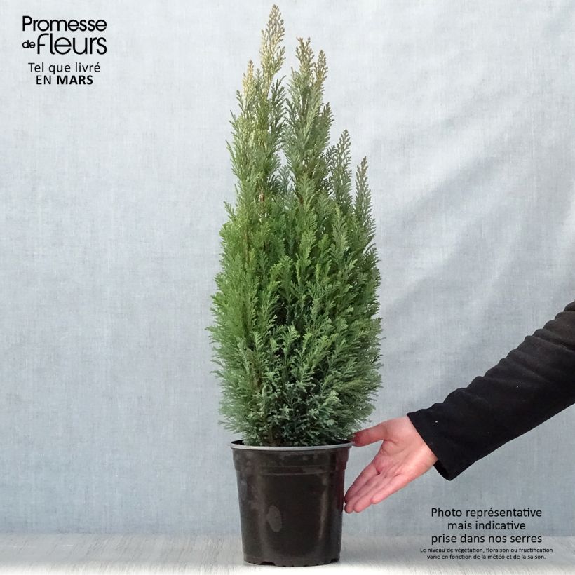Chamaecyparis lawsoniana Elwoodii - Lawson Cypress 4L/5L pot sample as delivered in spring