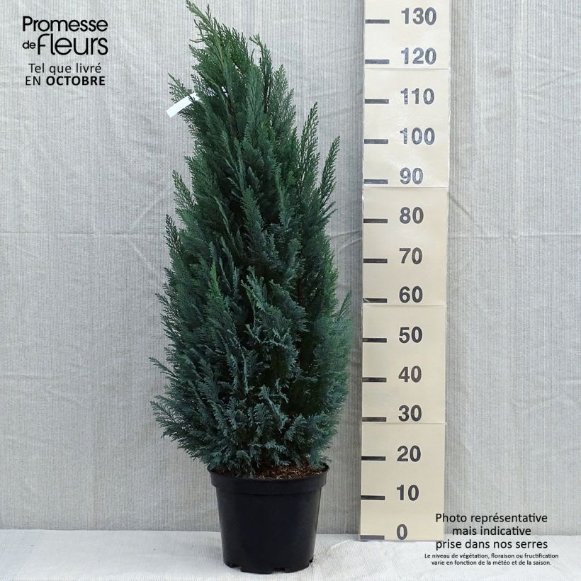 Chamaecyparis lawsoniana Elwoodii - Lawson Cypress 7.5L/10L pot sample as delivered in autumn