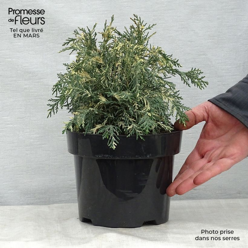 Chamaecyparis lawsoniana Pearly Swirls - Lawson Cypress 2L/3L pot sample as delivered in spring
