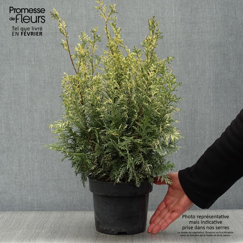 Chamaecyparis lawsoniana Pearly Swirls - Lawson Cypress 2L/3L pot sample as delivered in winter