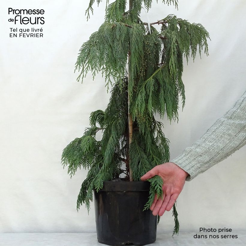 Chamaecyparis nootkatensis Pendula - Weeping Nootka Cypress 7.5L/10L pot sample as delivered in winter