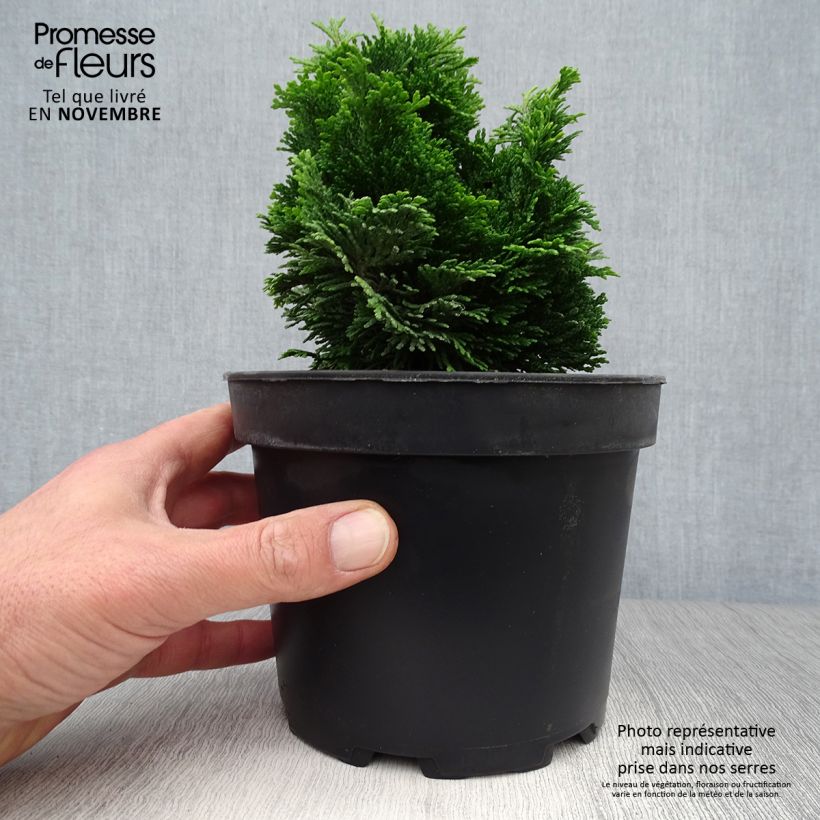 Chamaecyparis obtusa Aurora - Hinoki Cypress 2L/3L pot sample as delivered in autumn