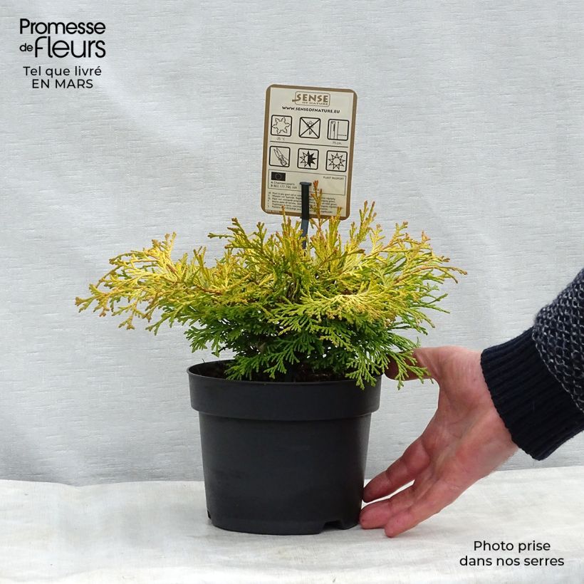 Chamaecyparis obtusa Kamarachiba - Hinoki Cypress 2L/3L pot sample as delivered in winter