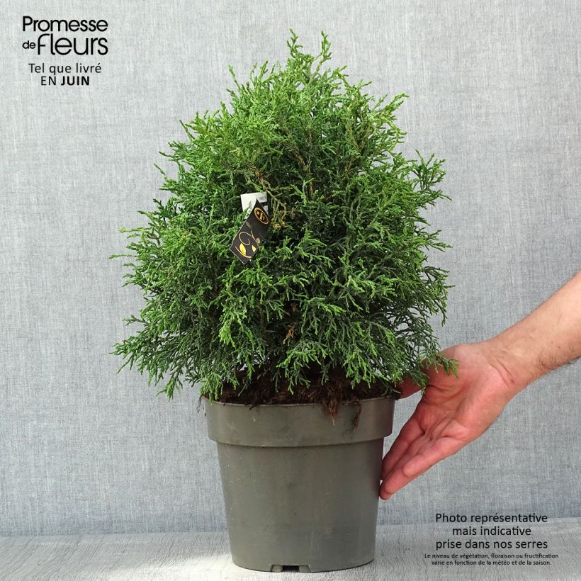 Chamaecyparis obtusa Lycopodioides - Hinoki Cypress 4L/5L pot sample as delivered in spring