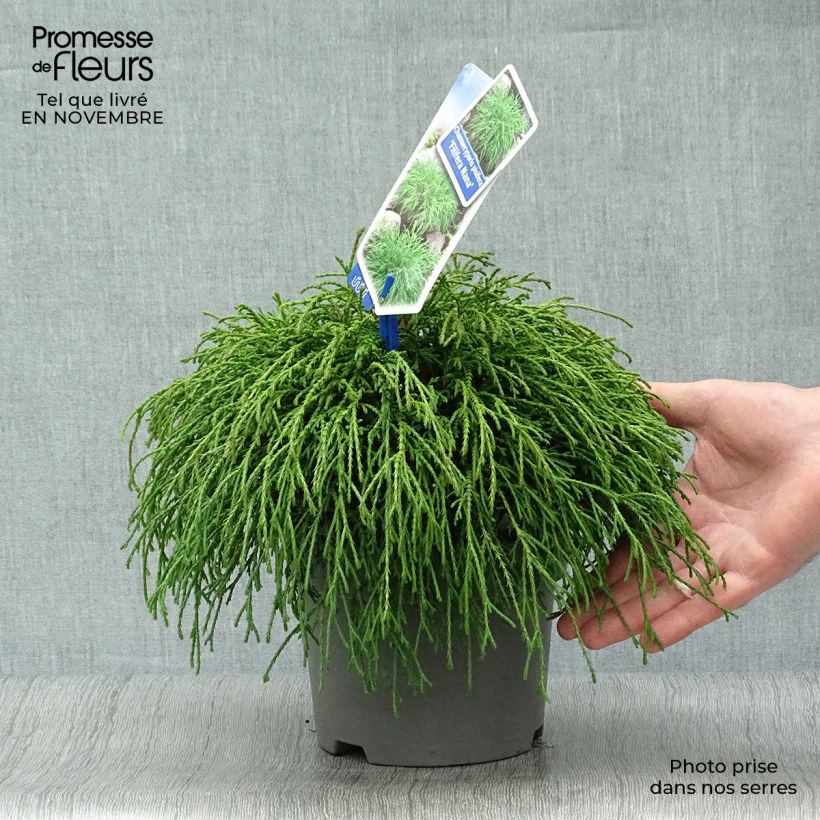 Chamaecyparis pisifera Filifera Nana - Sawara Cypress 2L/3L pot sample as delivered in autumn