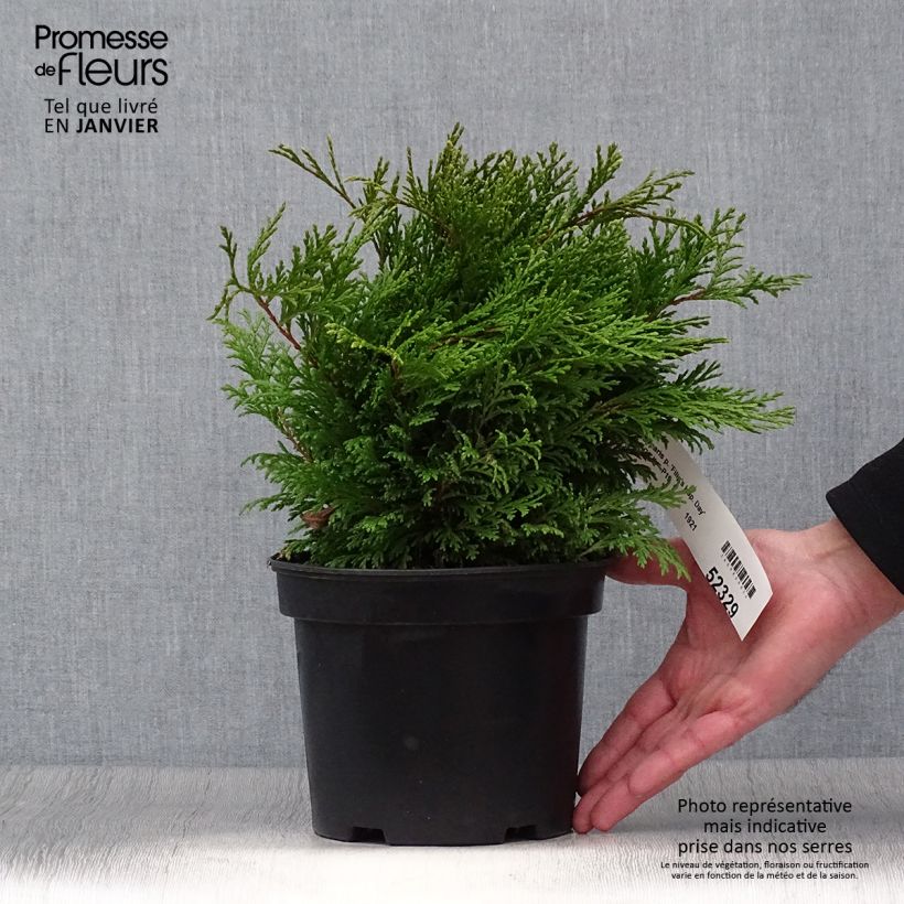 Chamaecyparis pisifera Filips Happy Day - Sawara Cypress 2L/3L pot sample as delivered in winter