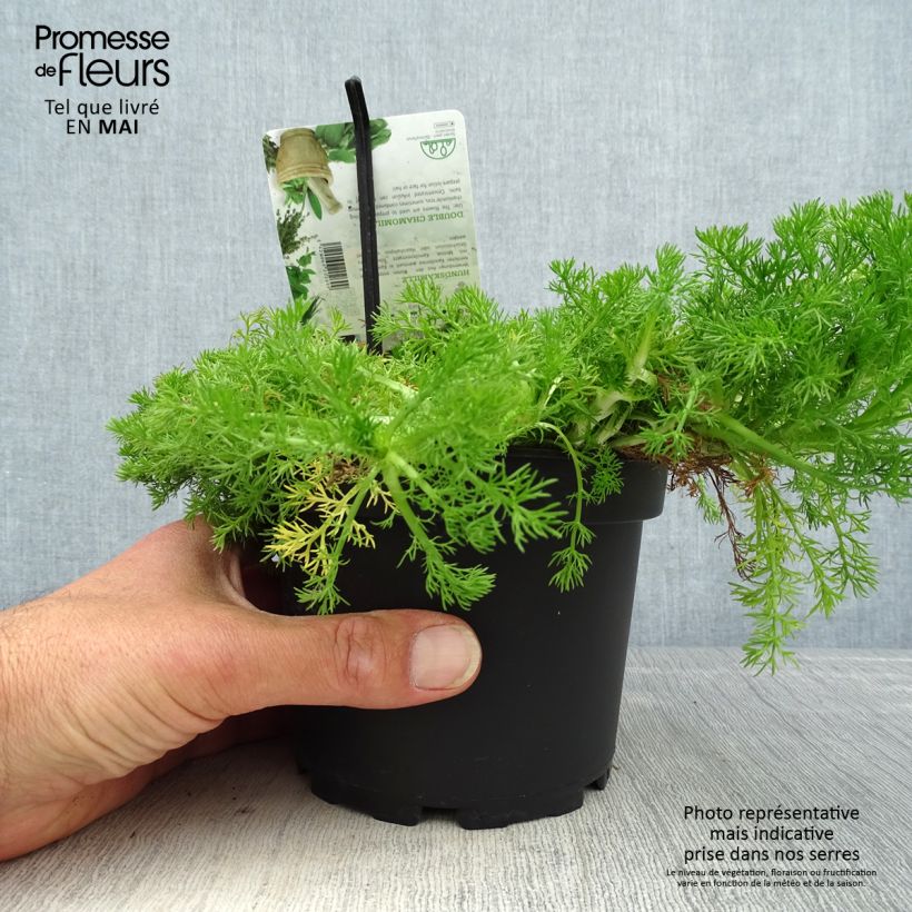 Chamaemelum nobile Flore Pleno 1.5L/2L pot sample as delivered in spring