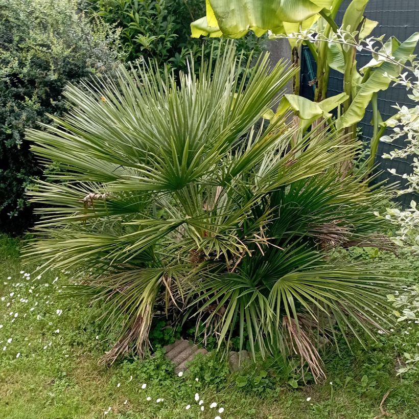 Chamaerops humilis Compacta - Dwarf Fan Palm (Plant habit)