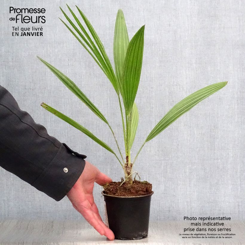 Chamaerops humilis - Dwarf Palm 12cm pot sample as delivered in winter