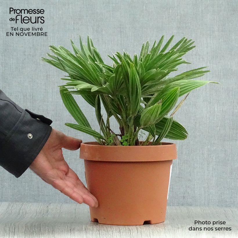 Chamaerops humilis Vulcano - Dwarf Fan Palm 2L/3L pot sample as delivered in autumn